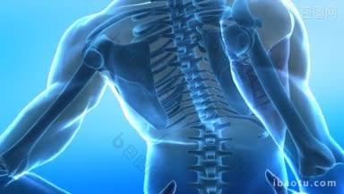 脊椎疼痛，可见骨骼